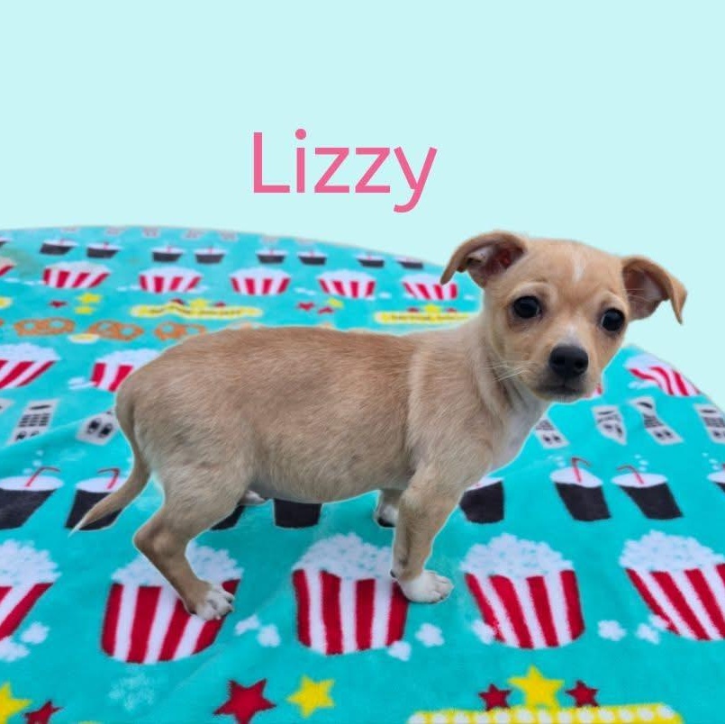 Enlarge Lizzy, a ADOPTABLE mixed breed in Joliet, IL image 1/1