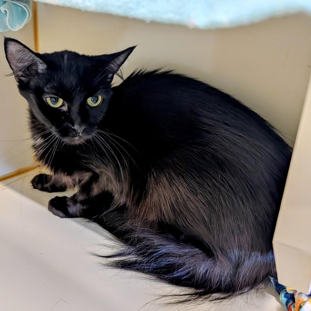 Velveteen, a Adoptable Domestic Medium Hair in Delaware, OH image 1/3