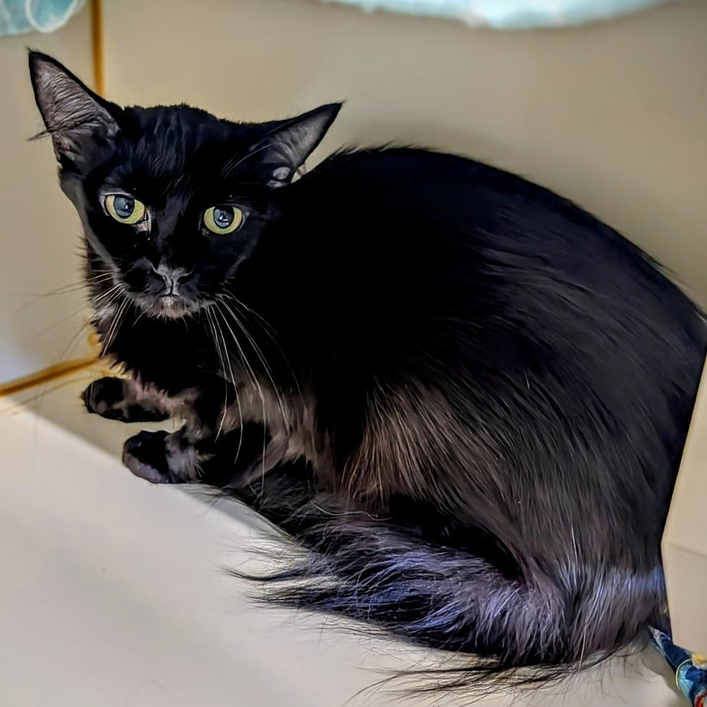 Velveteen, a Adoptable Domestic Medium Hair in Delaware, OH image 2/3