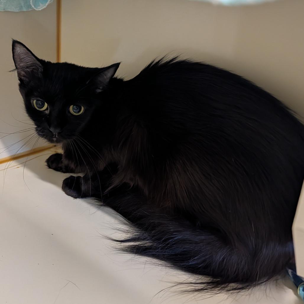 Velveteen, a Adoptable Domestic Medium Hair in Delaware, OH image 3/3