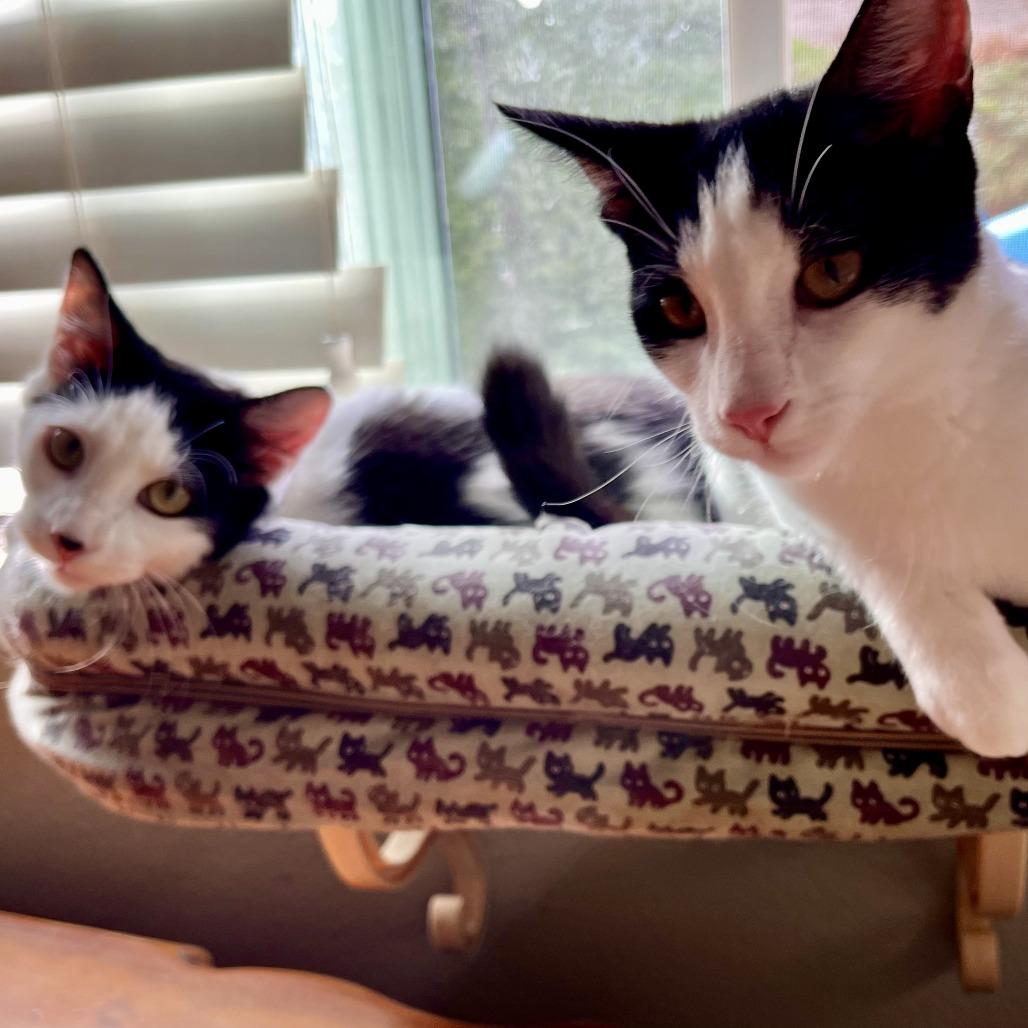 Mochii, Adoptable, Young Female Domestic Short Hair.