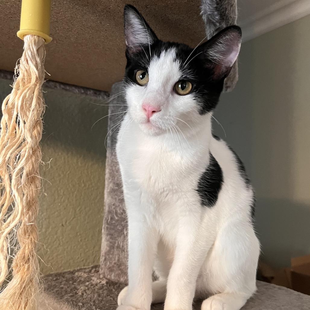 Enlarge Mochii, a Adoptable Domestic Short Hair in Temecula, CA image 3/5