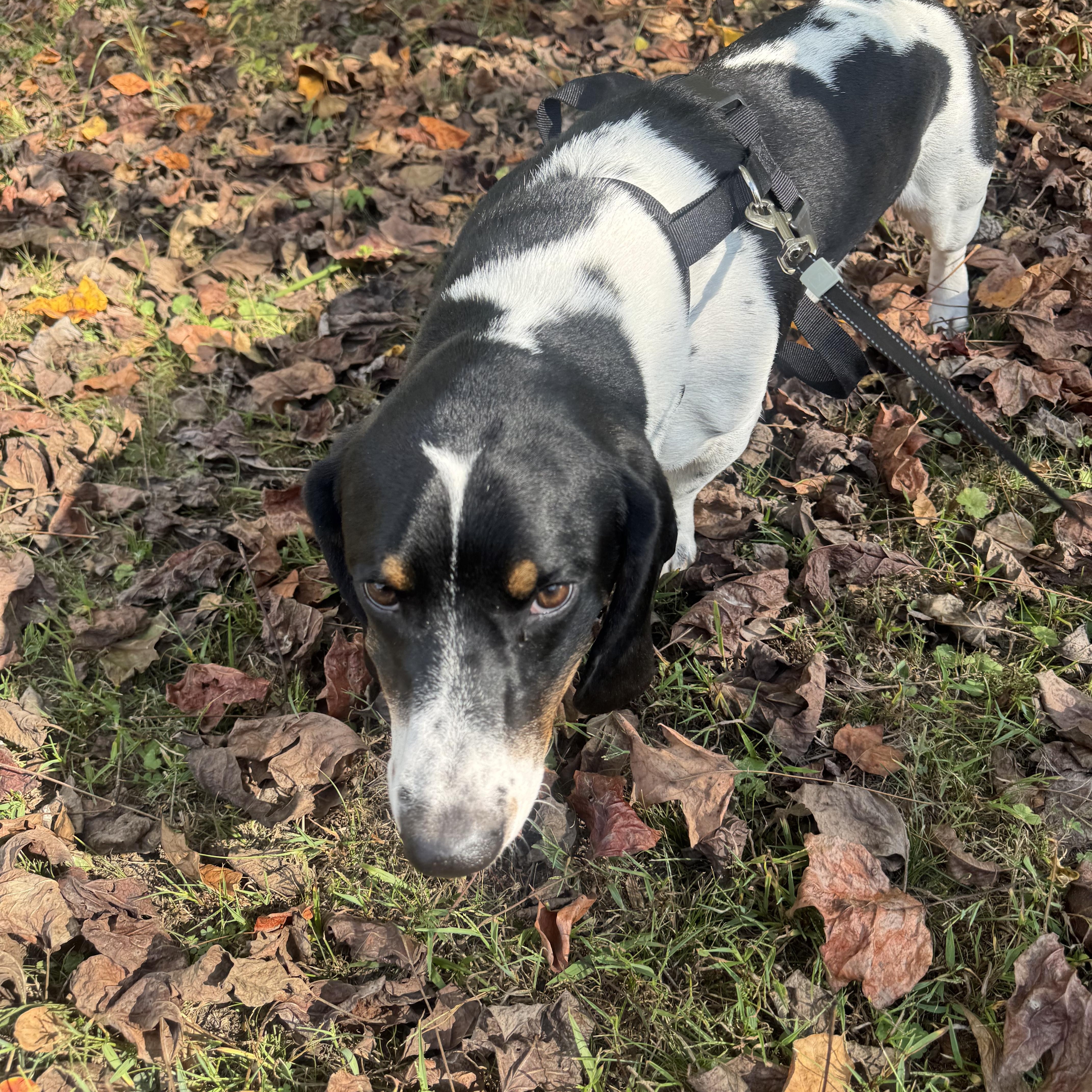 Enlarge Boone, a Adoptable Basset Hound in Brentwood, TN image 3/5