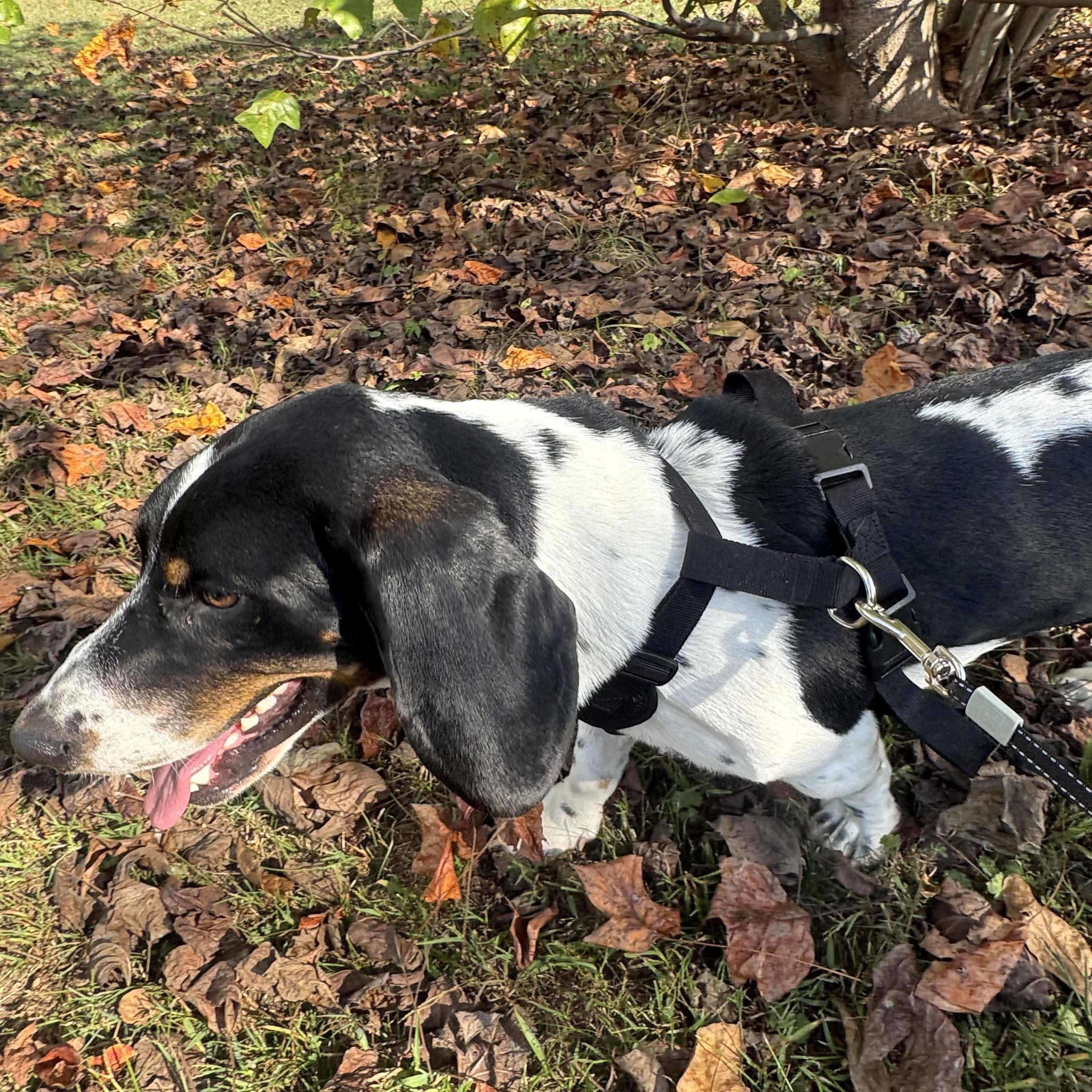 Enlarge Boone, a Adoptable Basset Hound in Brentwood, TN image 2/5