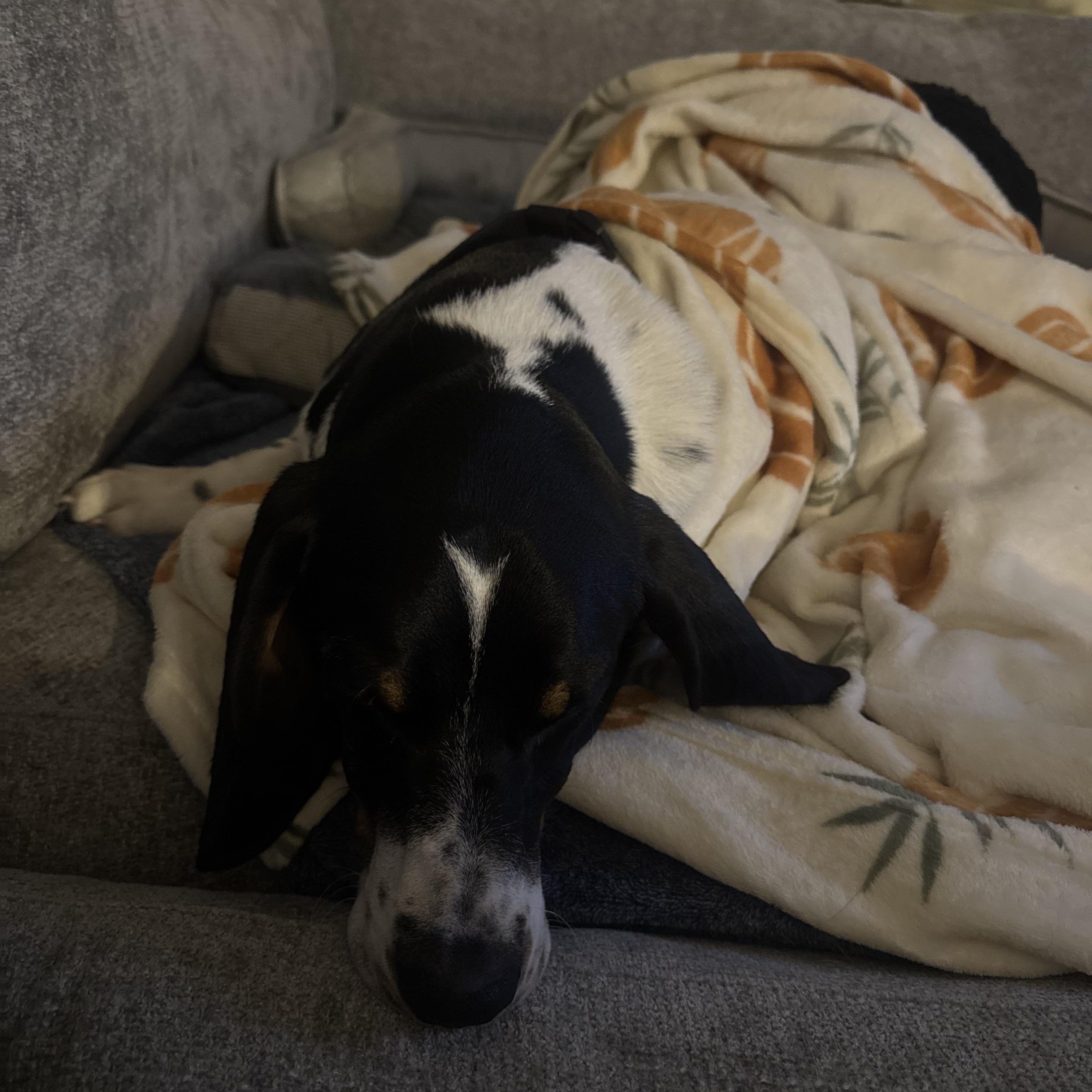 Enlarge Boone, a Adoptable Basset Hound in Brentwood, TN image 4/5
