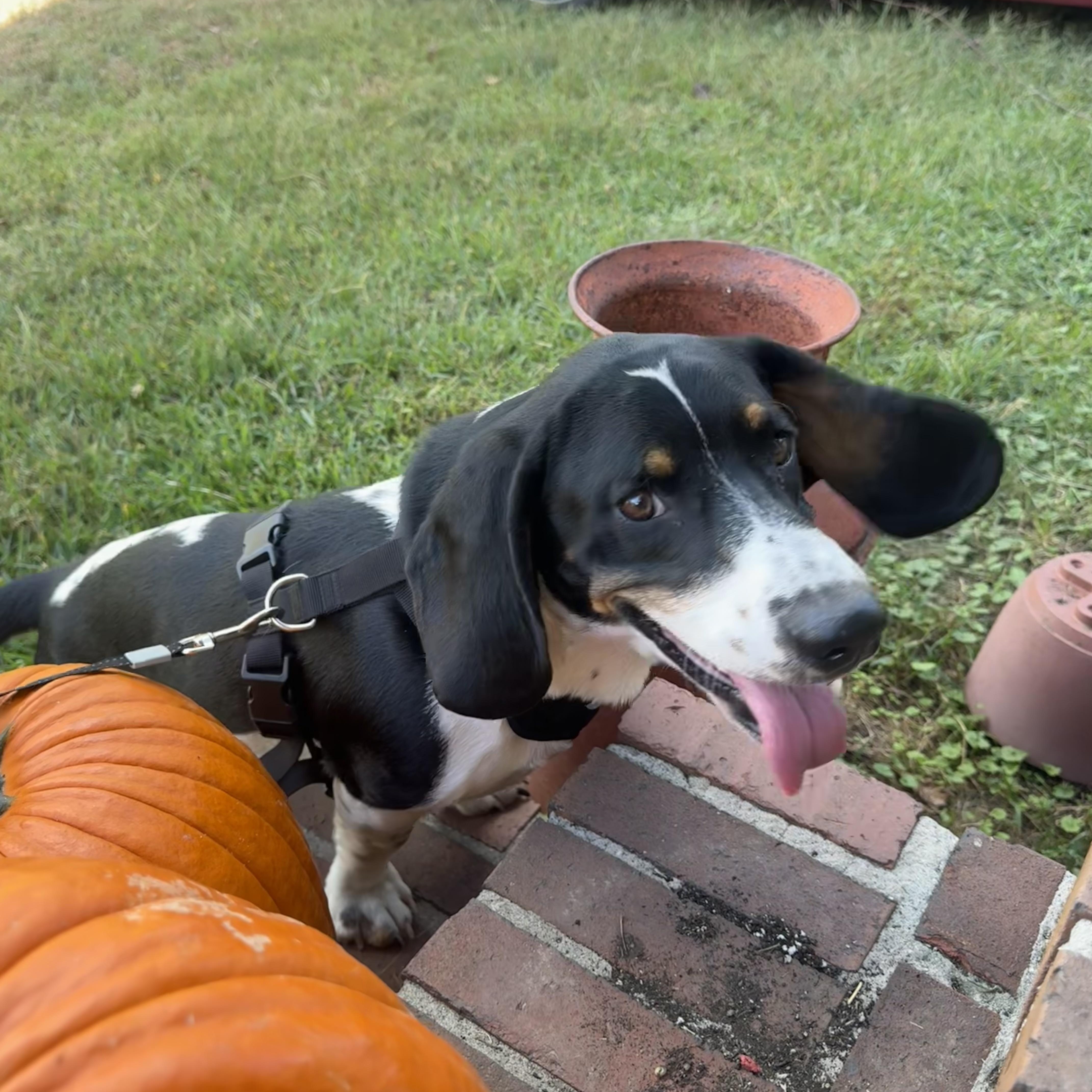 Enlarge Boone, a Adoptable Basset Hound in Brentwood, TN image 1/5