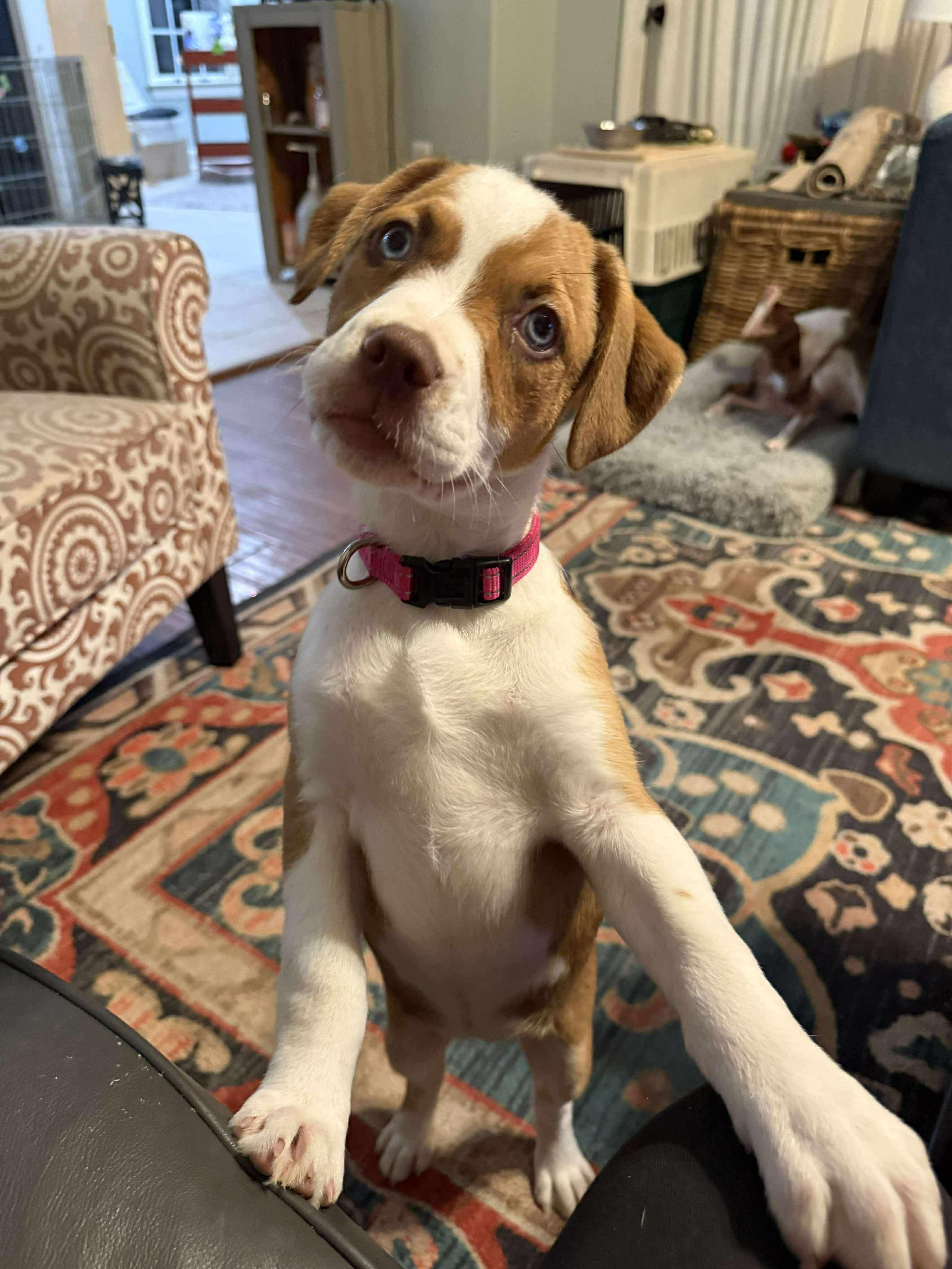 Cashew (Pecans Litter), Adoptable, Puppy Female Terrier & Mixed Breed.