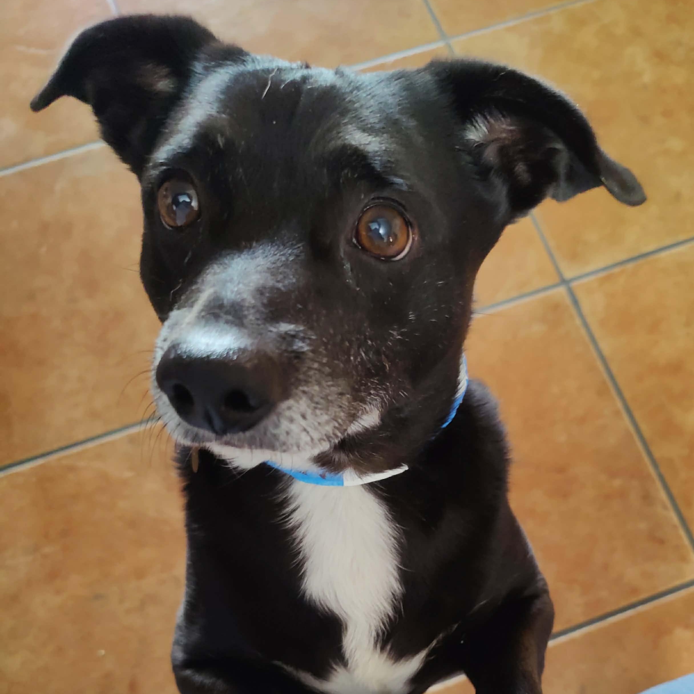 Howie and Max , a ADOPTABLE mixed breed in Marana, AZ image 2/3