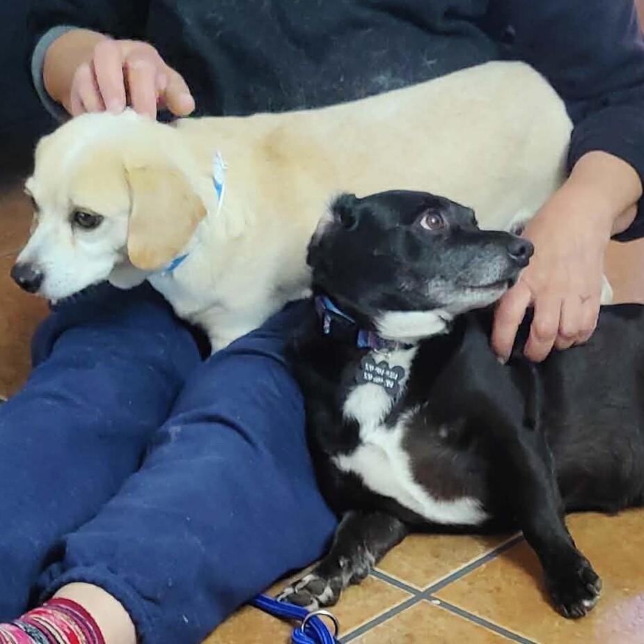 Howie and Max , a ADOPTABLE mixed breed in Marana, AZ image 3/3