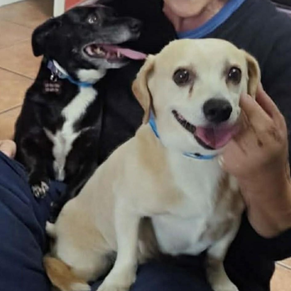 Howie and Max , ADOPTABLE, Adult Male Beagle.