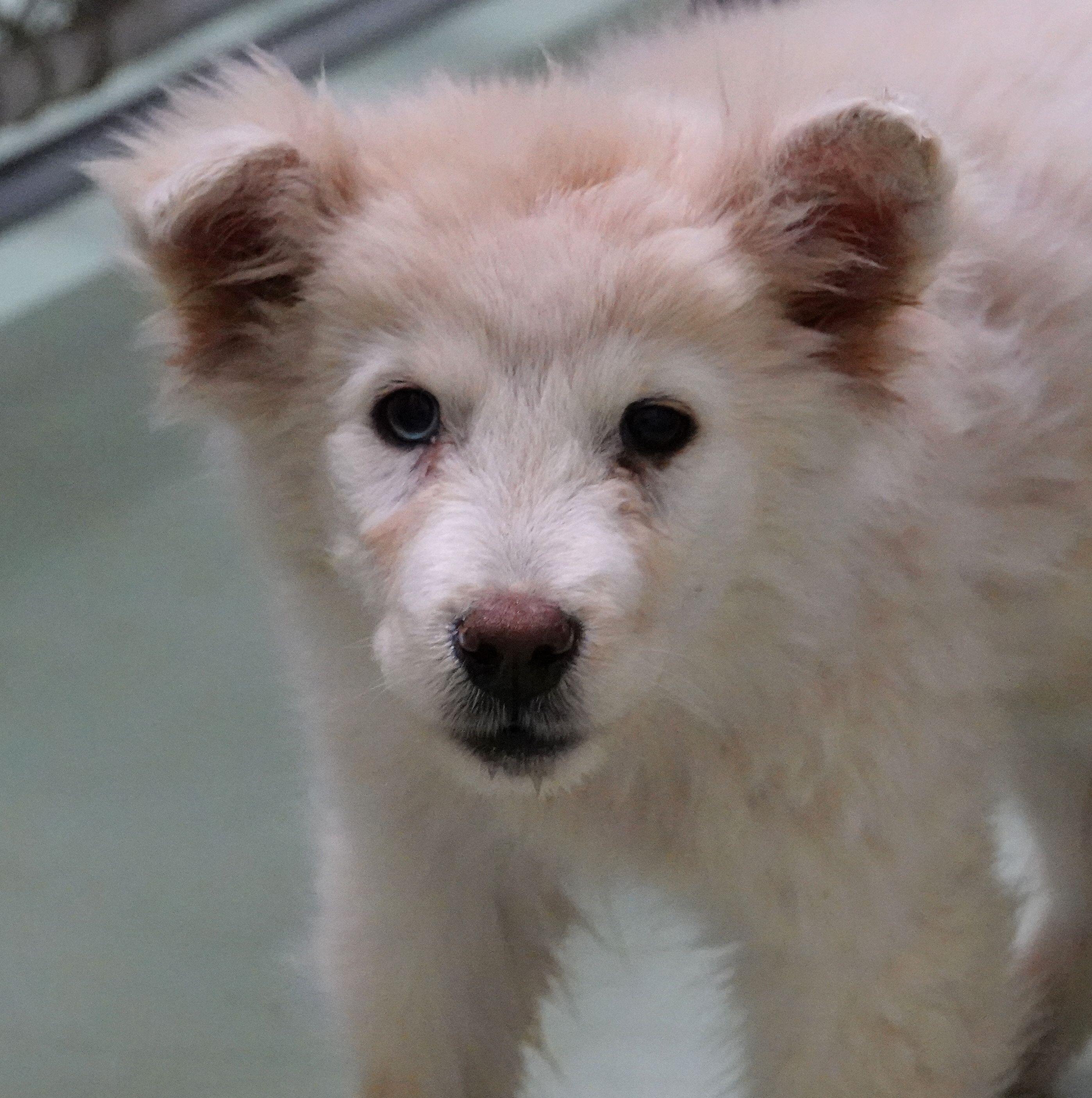 Enlarge Ronnie - UPDATED INFO, a Adoptable mixed breed in Millfield, OH image 1/2