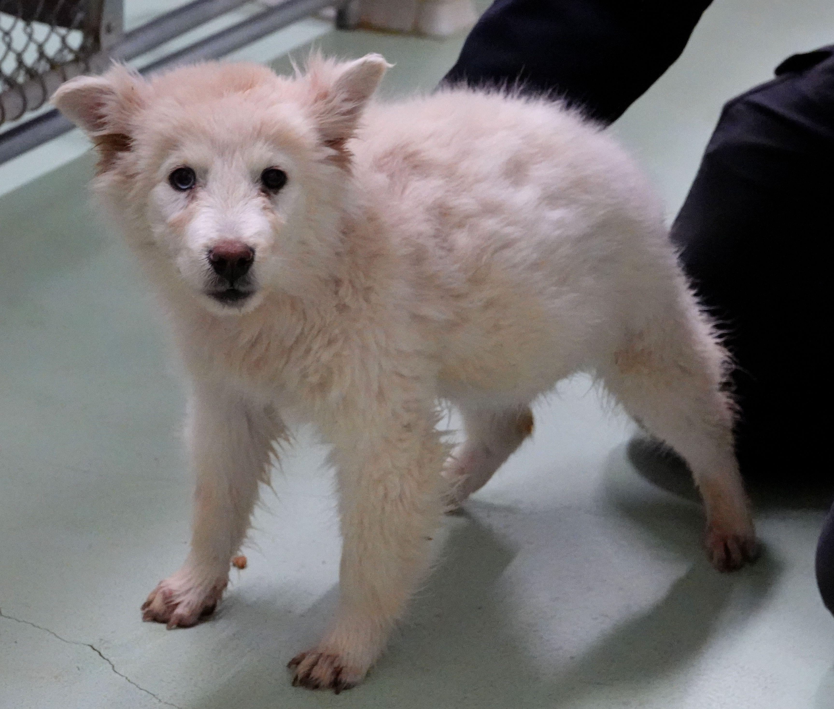 Enlarge Ronnie - UPDATED INFO, a Adoptable mixed breed in Millfield, OH image 2/2