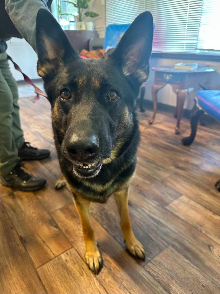 Allie, Adoptable, Young Female German Shepherd Dog & Great Pyrenees.