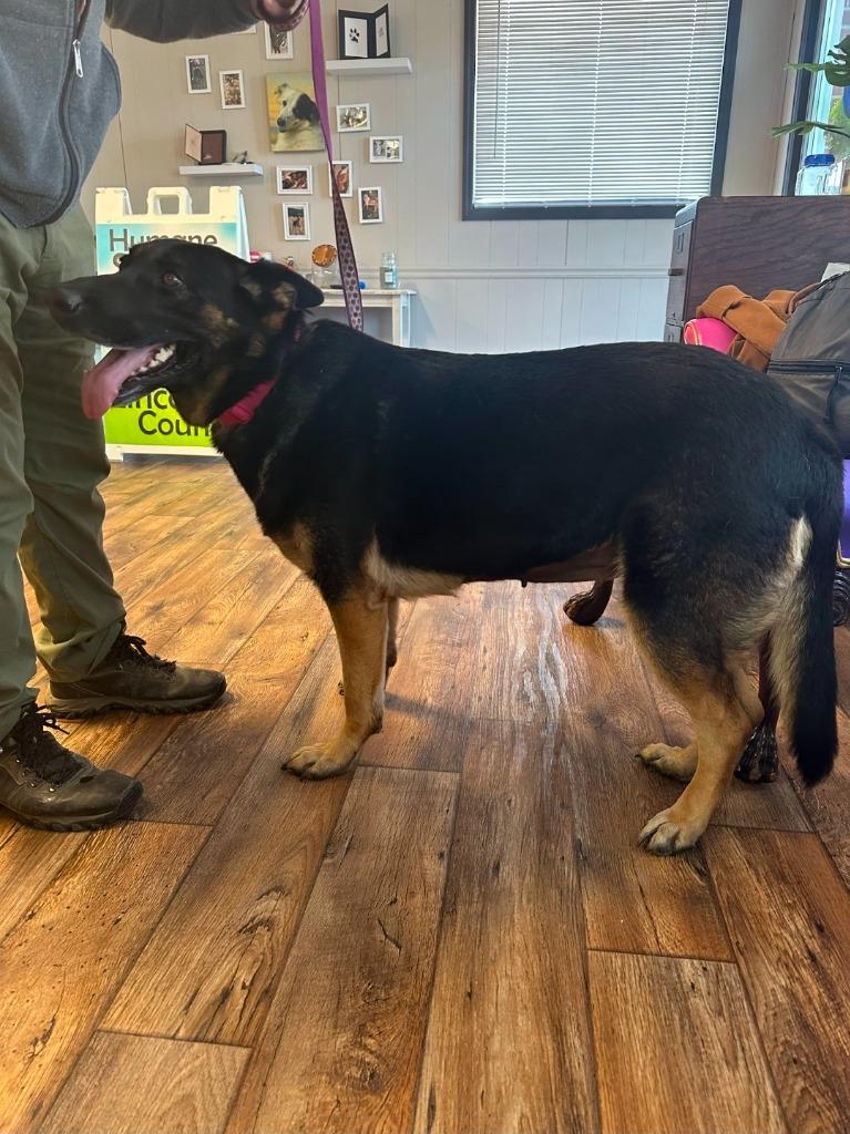 Enlarge Allie, a Adoptable mixed breed in Fayetteville, TN image 2/2