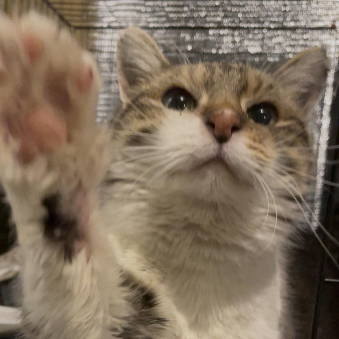 Kewpie , adoptable, Young Female Domestic Short Hair.