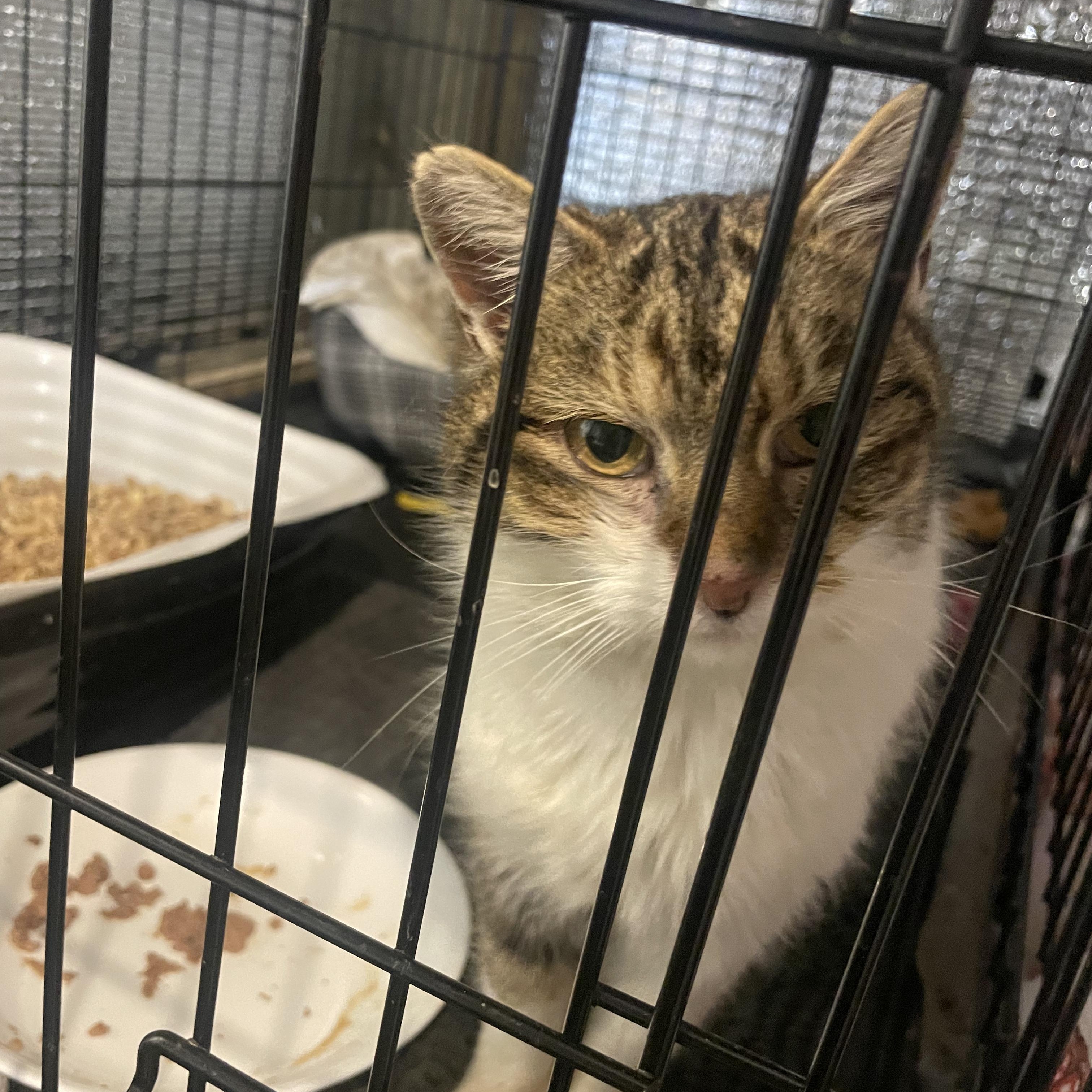 Enlarge Kewpie , an adoptable Domestic Short Hair in Kent, OH image 3/4