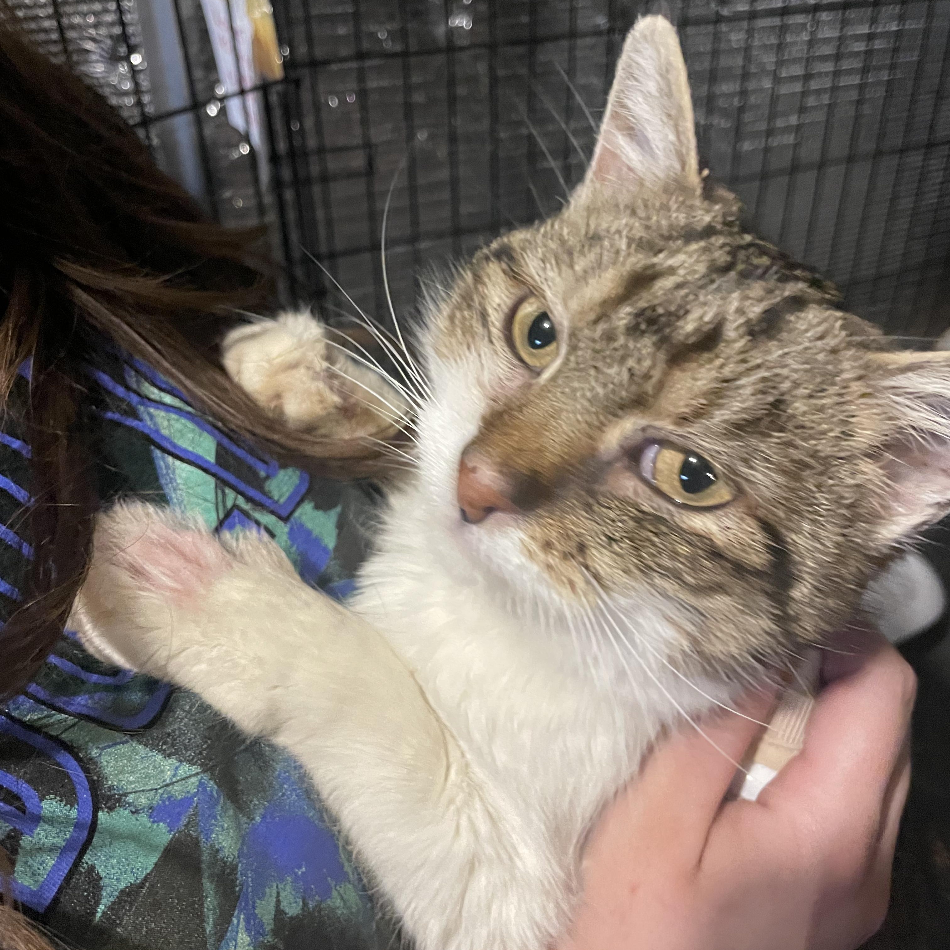 Enlarge Kewpie , an adoptable Domestic Short Hair in Kent, OH image 2/4