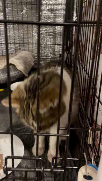 Enlarge Kewpie , an adoptable Domestic Short Hair in Kent, OH video 4/4