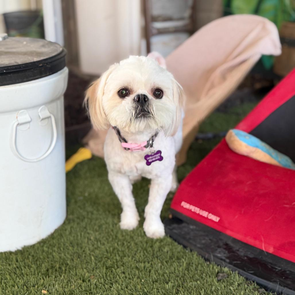 Diesel, Adoptable, Adult Male Shih Tzu.