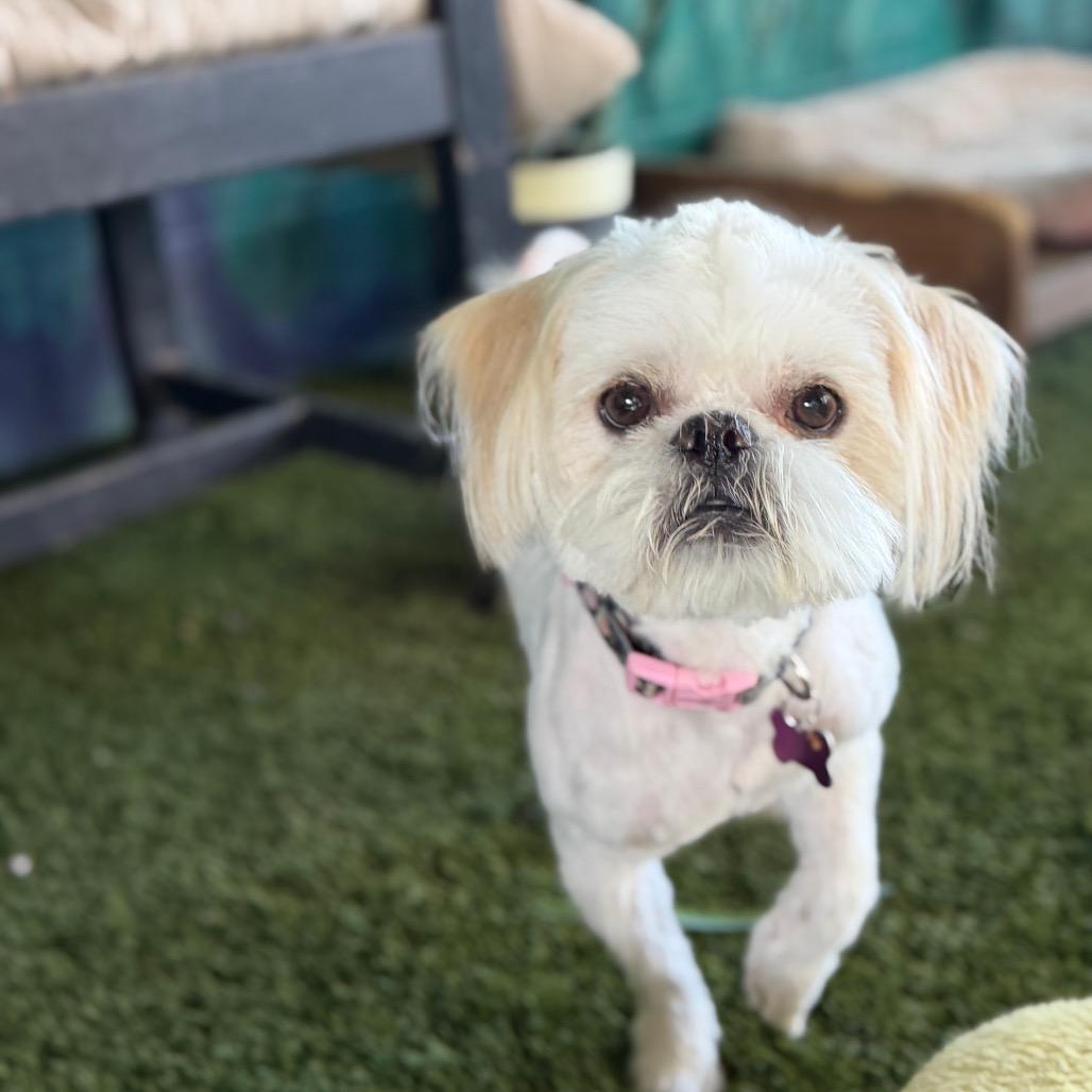 Enlarge Diesel, a Adoptable Shih Tzu in Phoenix, AZ image 2/5