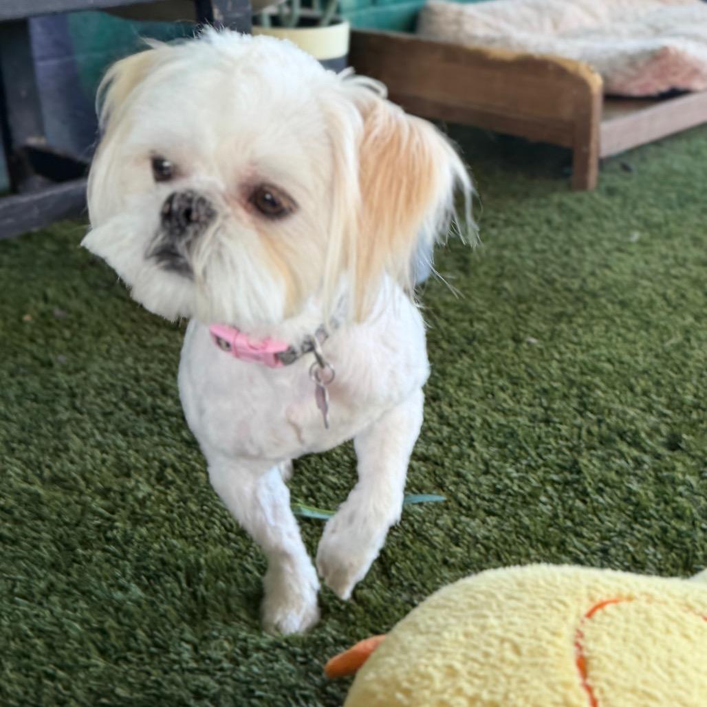 Enlarge Diesel, a Adoptable Shih Tzu in Phoenix, AZ image 3/5