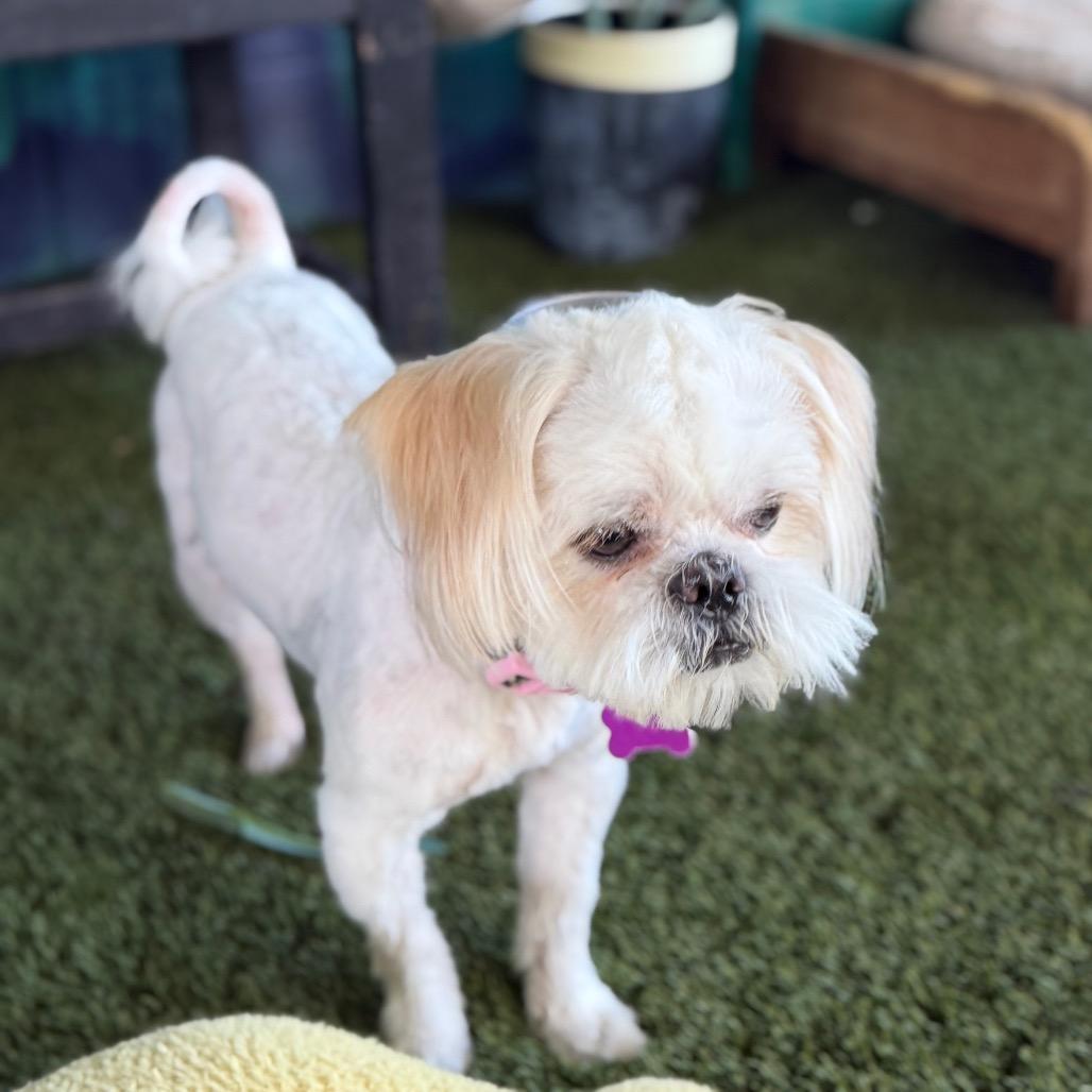 Enlarge Diesel, a Adoptable Shih Tzu in Phoenix, AZ image 4/5