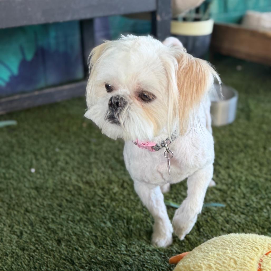 Enlarge Diesel, a Adoptable Shih Tzu in Phoenix, AZ image 5/5