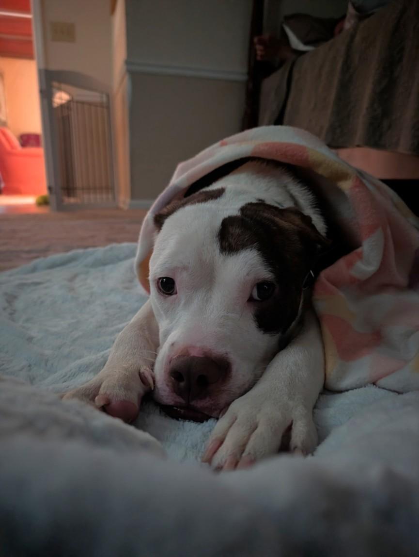 DEAN, Adoptable, Young Male Pit Bull Terrier.