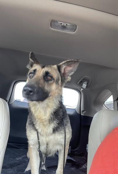 Mirabel--Needs a Foster! photo 4