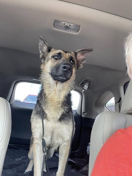 Mirabel--Needs a Foster! photo 3