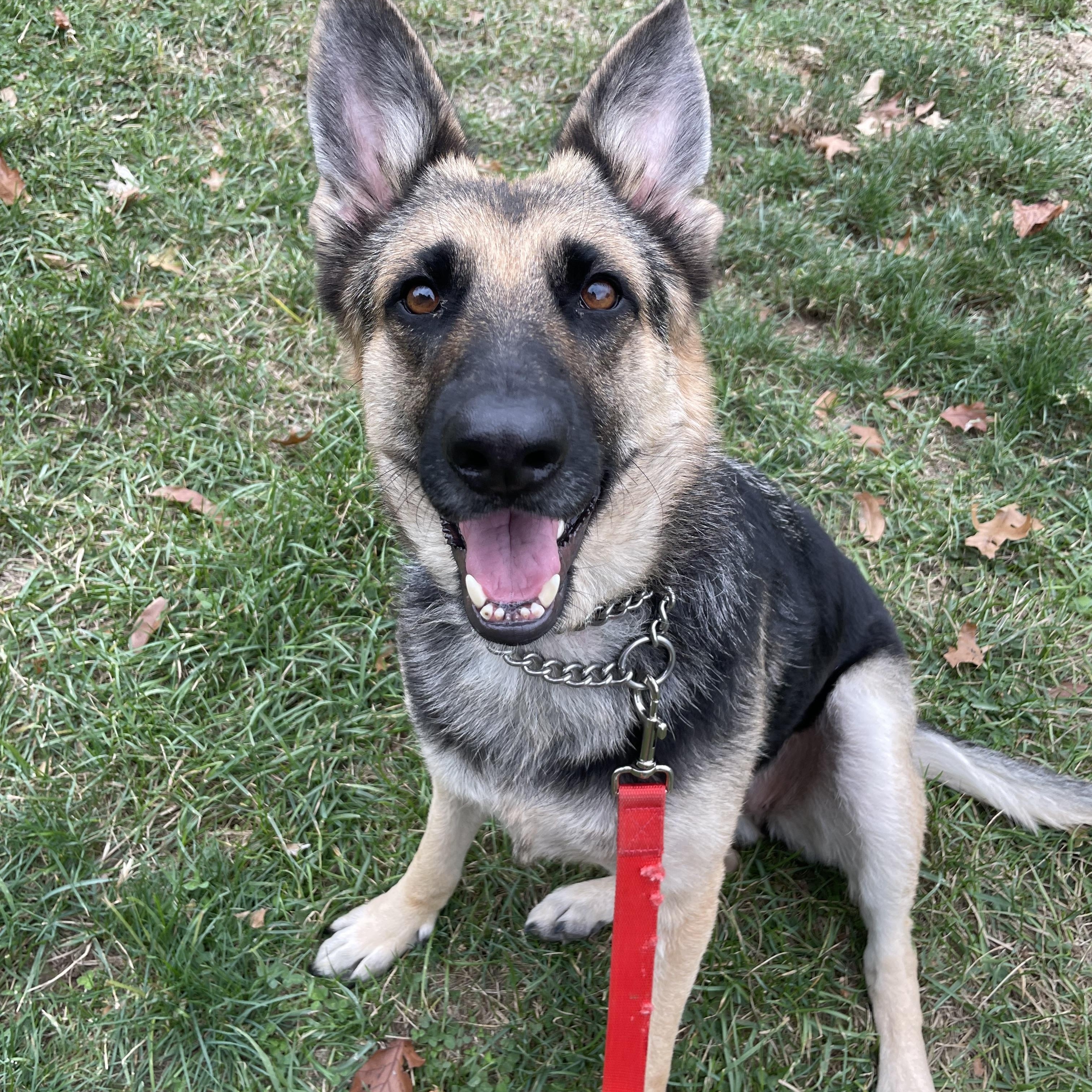Mirabel, a Adoptable mixed breed in Jefferson City, MO image 1/6