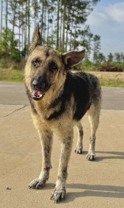 Mirabel--Needs a Foster! photo 5