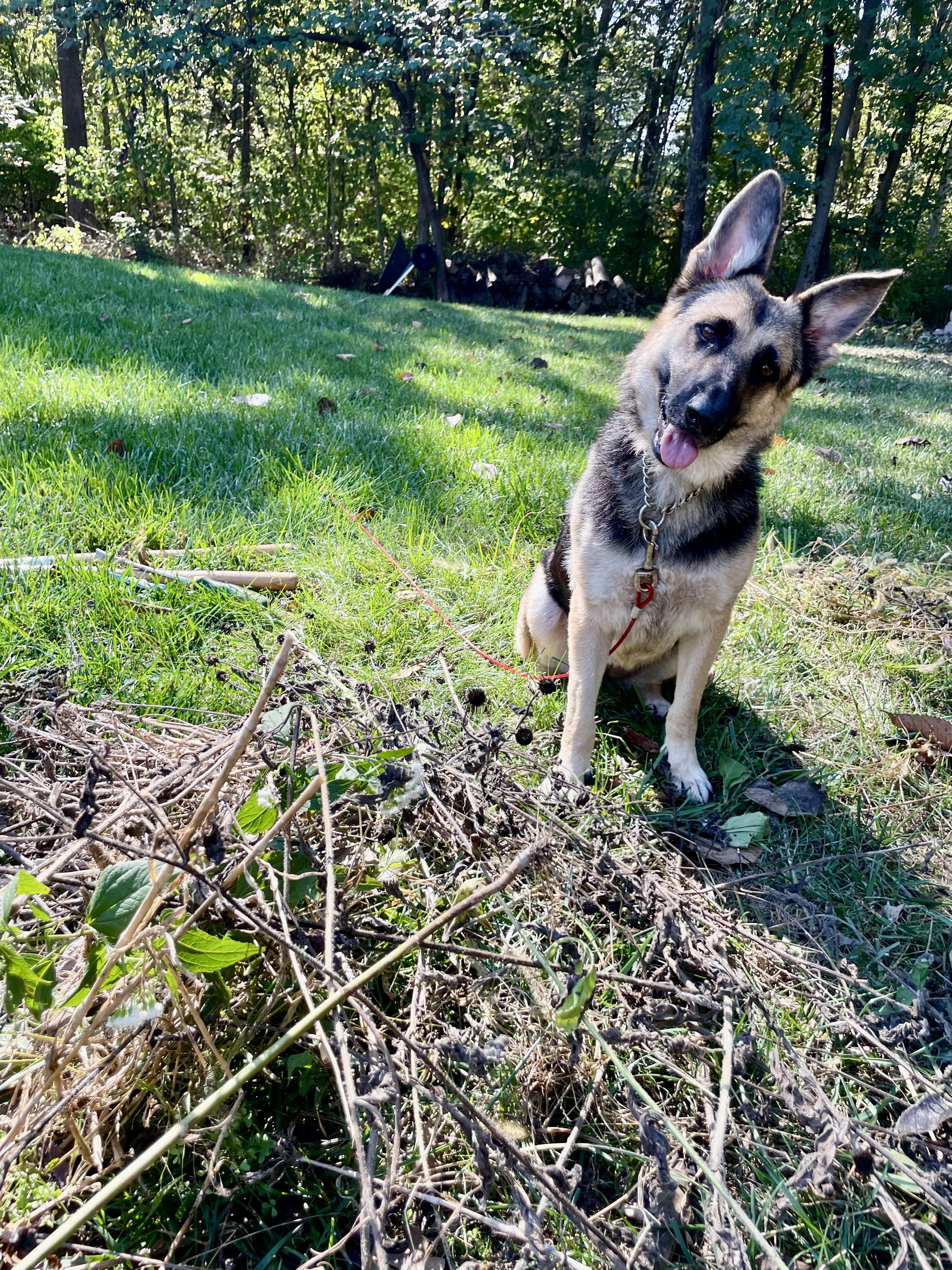 Mirabel, a Adoptable mixed breed in Jefferson City, MO image 2/6