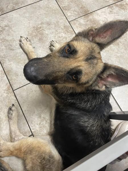 Mirabel--Needs a Foster! photo 2