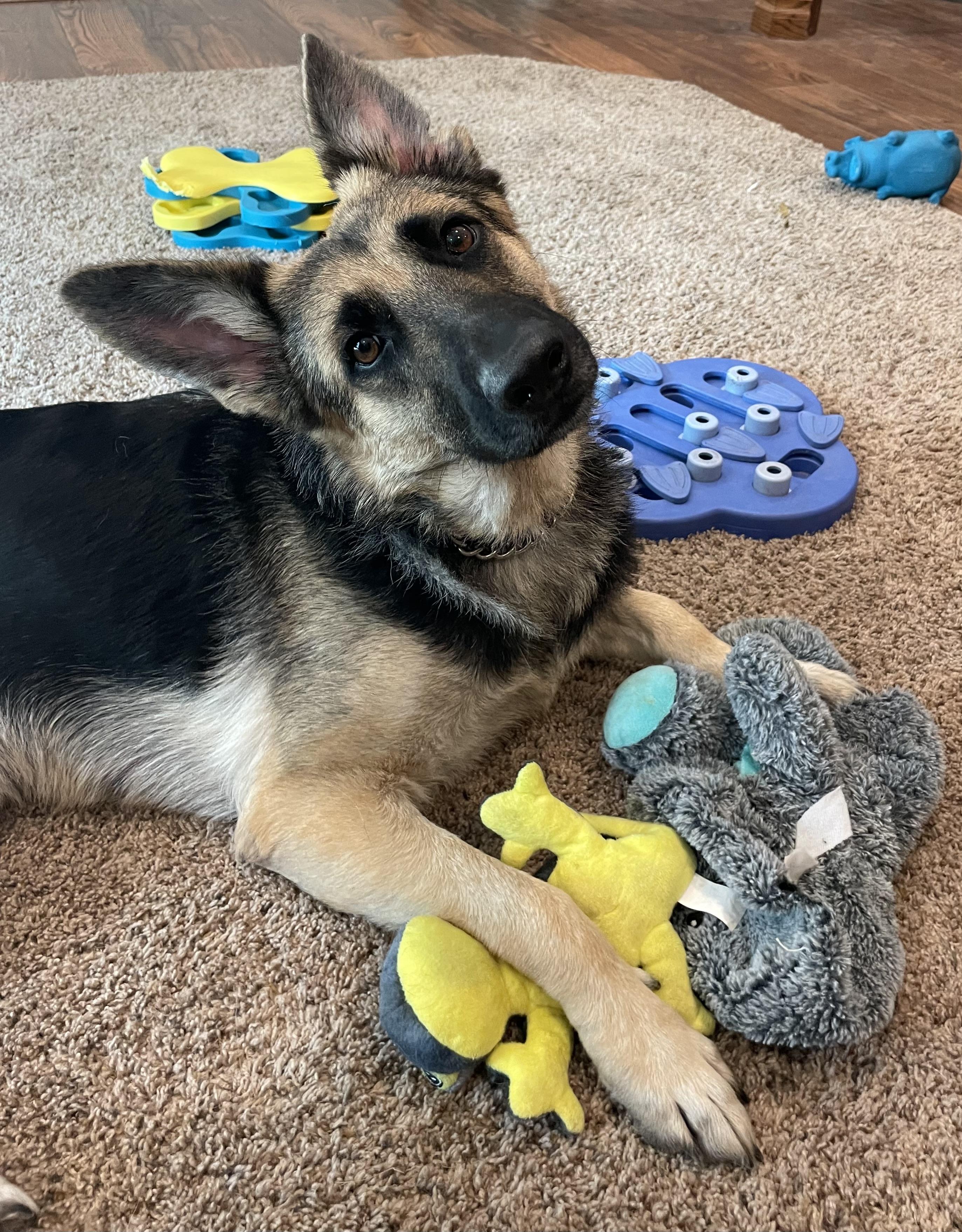 Mirabel, a Adoptable mixed breed in Jefferson City, MO image 3/6