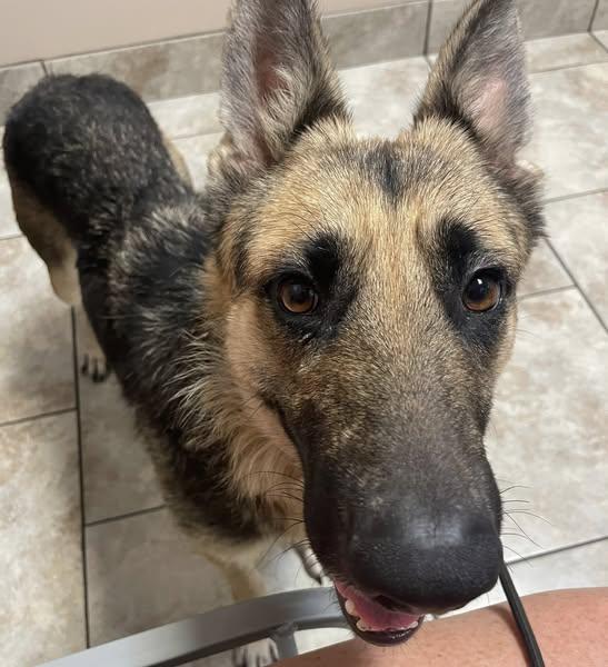 Mirabel--Needs a Foster!, Young Female German Shepherd Dog