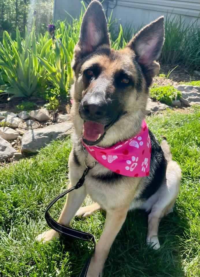 Enlarge Mirabel, a Adoptable mixed breed in Jefferson City, MO image 1/6