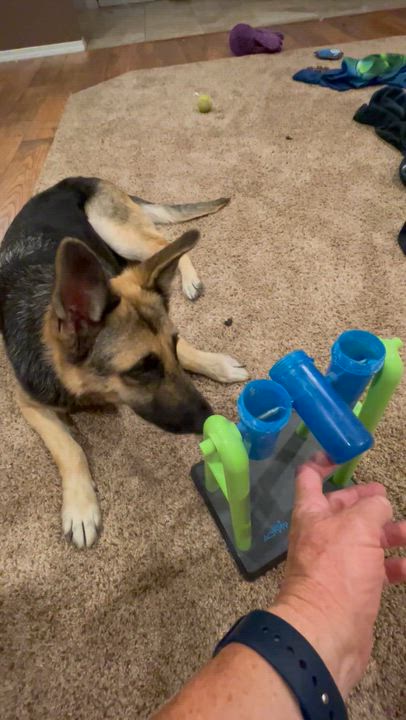 Enlarge Mirabel, a Adoptable mixed breed in Jefferson City, MO video 5/6