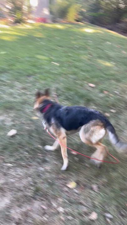 Enlarge Mirabel, a Adoptable mixed breed in Jefferson City, MO video 6/6