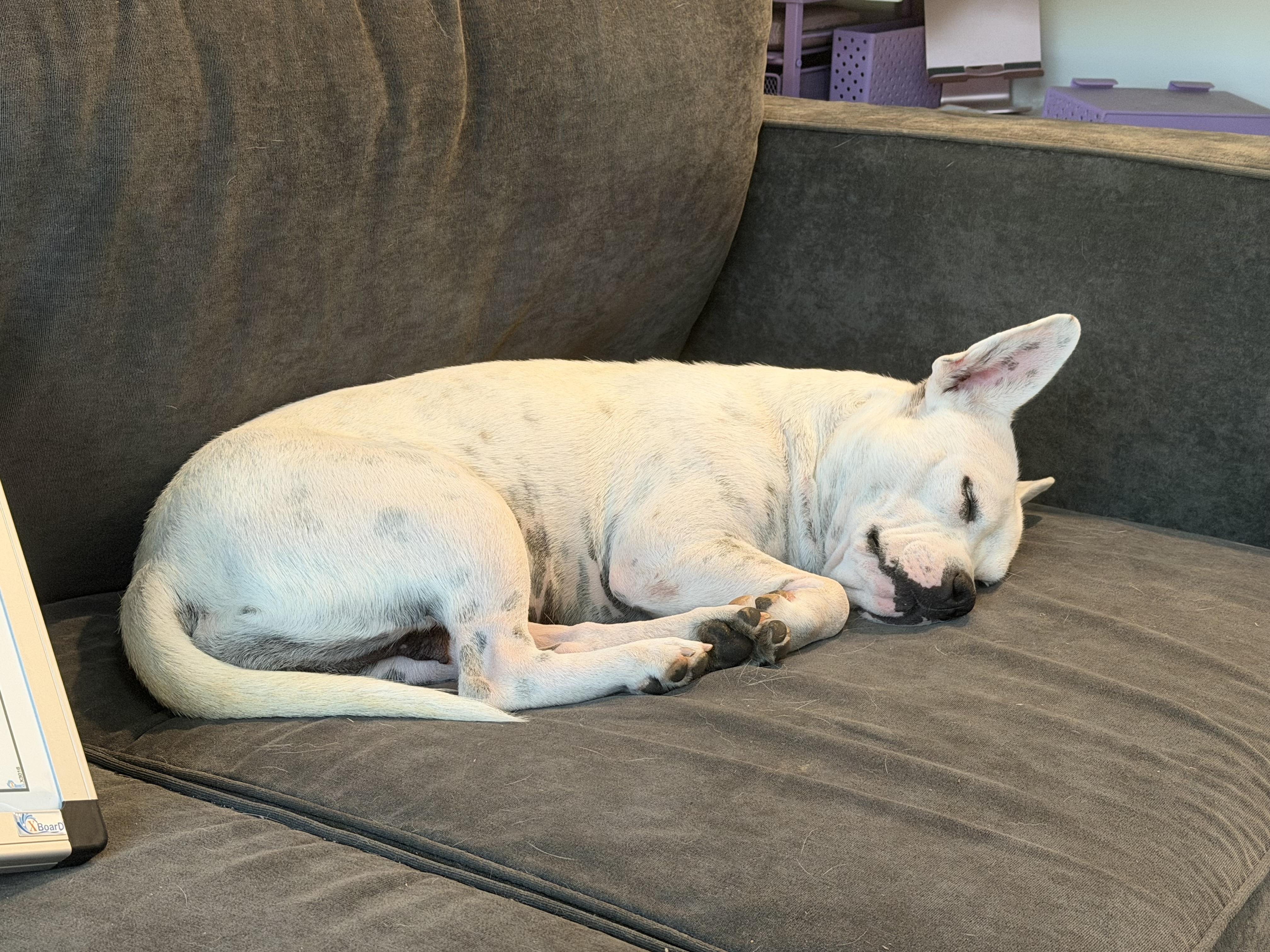 Enlarge Melody, a Adoptable mixed breed in Plano, TX image 5/6