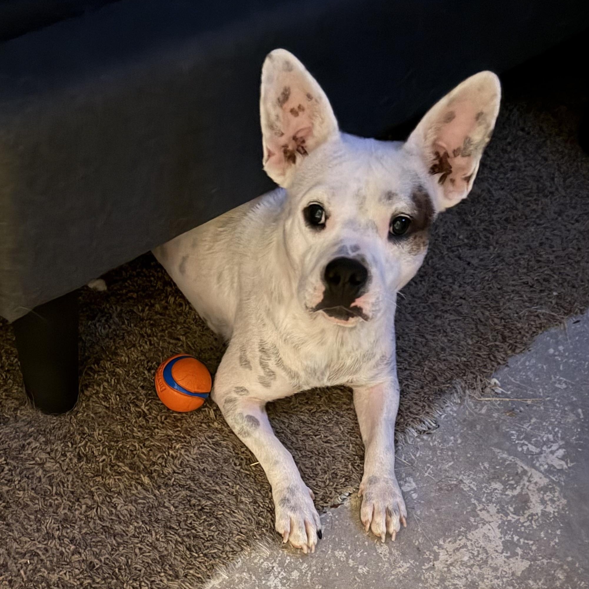 Melody, Adoptable, Young Female American Staffordshire Terrier & American Bulldog.