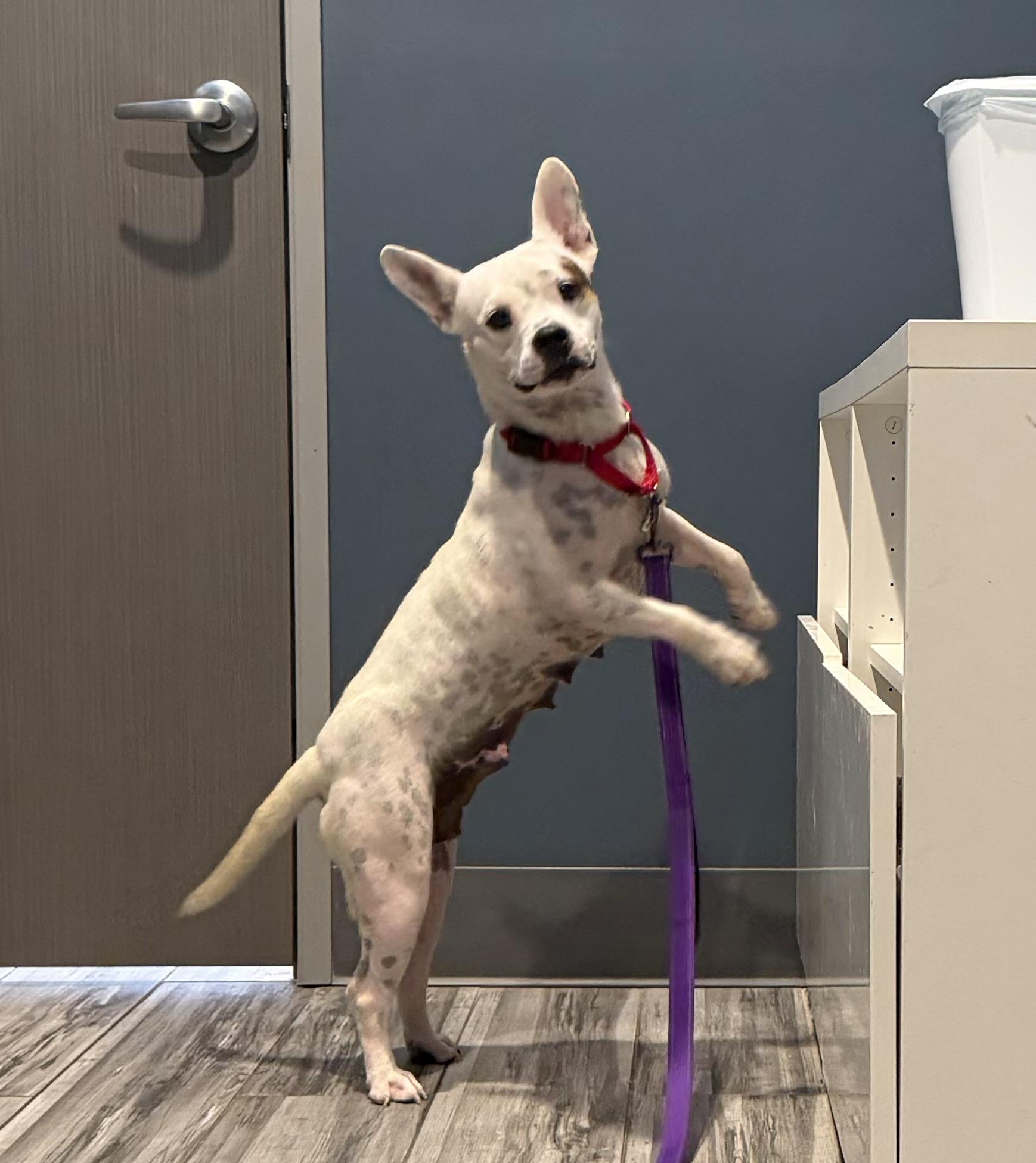 Enlarge Melody, a Adoptable mixed breed in Plano, TX image 6/6