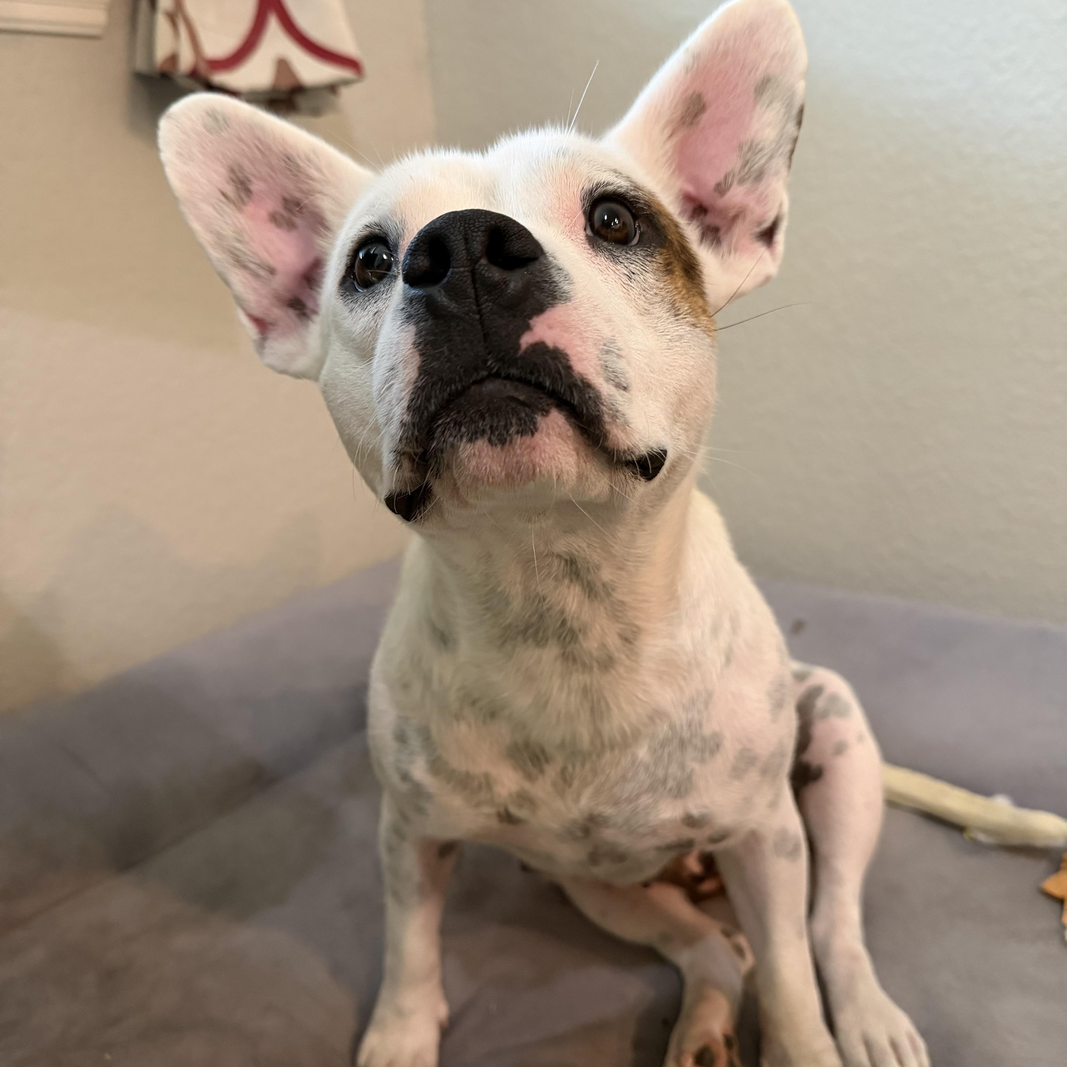 Enlarge Melody, a Adoptable mixed breed in Plano, TX image 4/6
