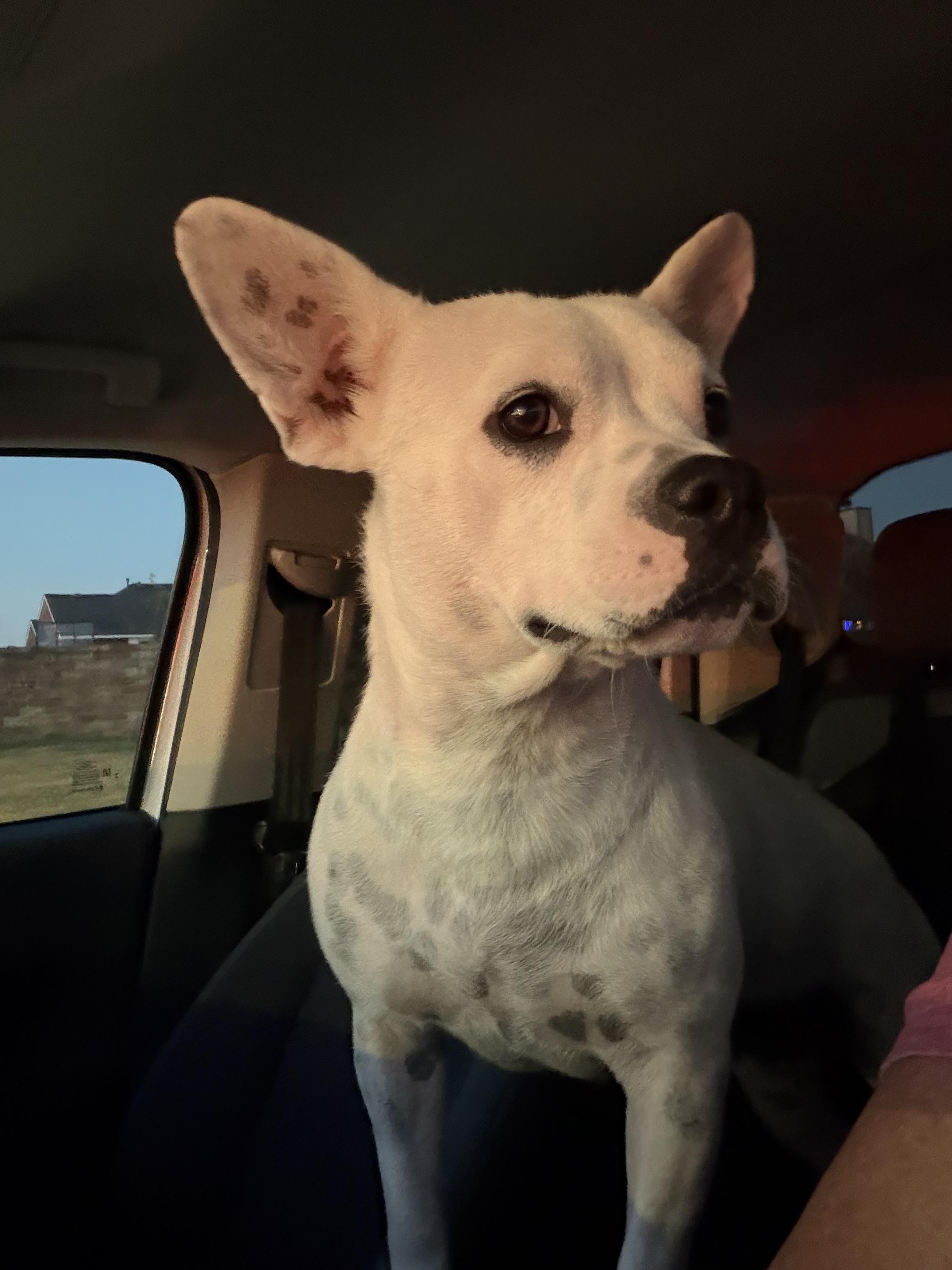 Enlarge Melody, a Adoptable mixed breed in Plano, TX image 2/6