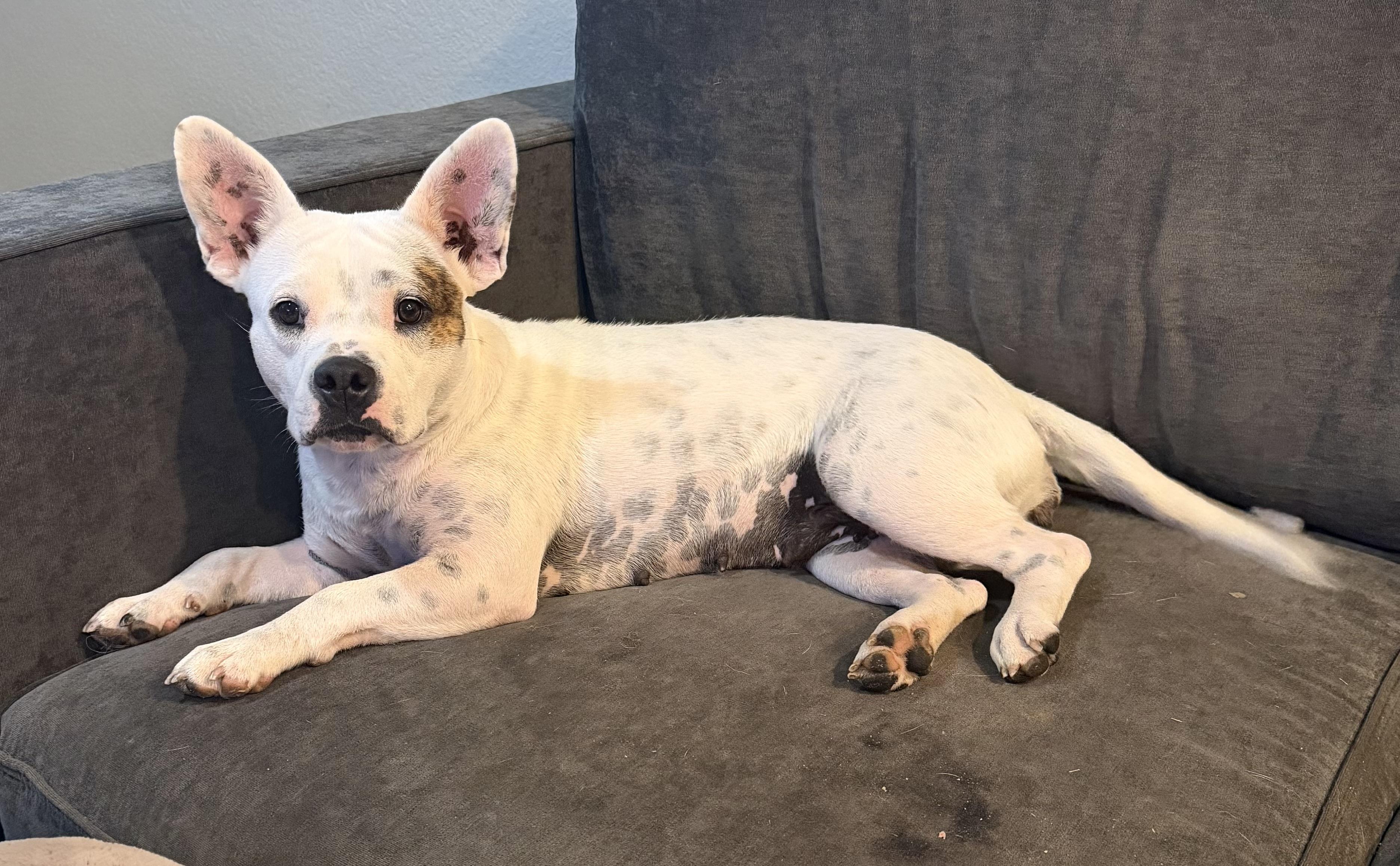Enlarge Melody, a Adoptable mixed breed in Plano, TX image 3/6