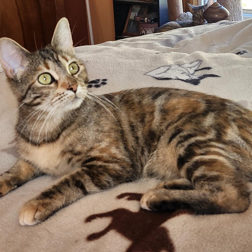 Enlarge Cupcake, a Adoptable mixed breed in Decorah, IA image 1/1