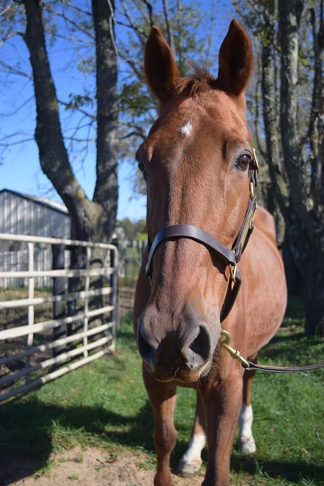 Enlarge Scarlett, a Adopted mixed breed in Nicholasville, KY image 2/4