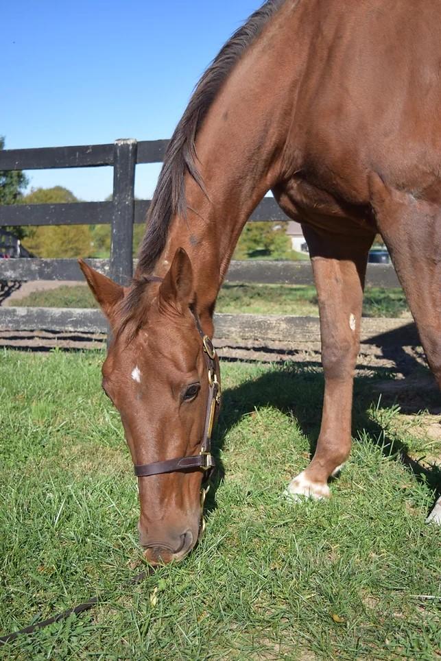 Enlarge Scarlett, a Adopted mixed breed in Nicholasville, KY image 3/4