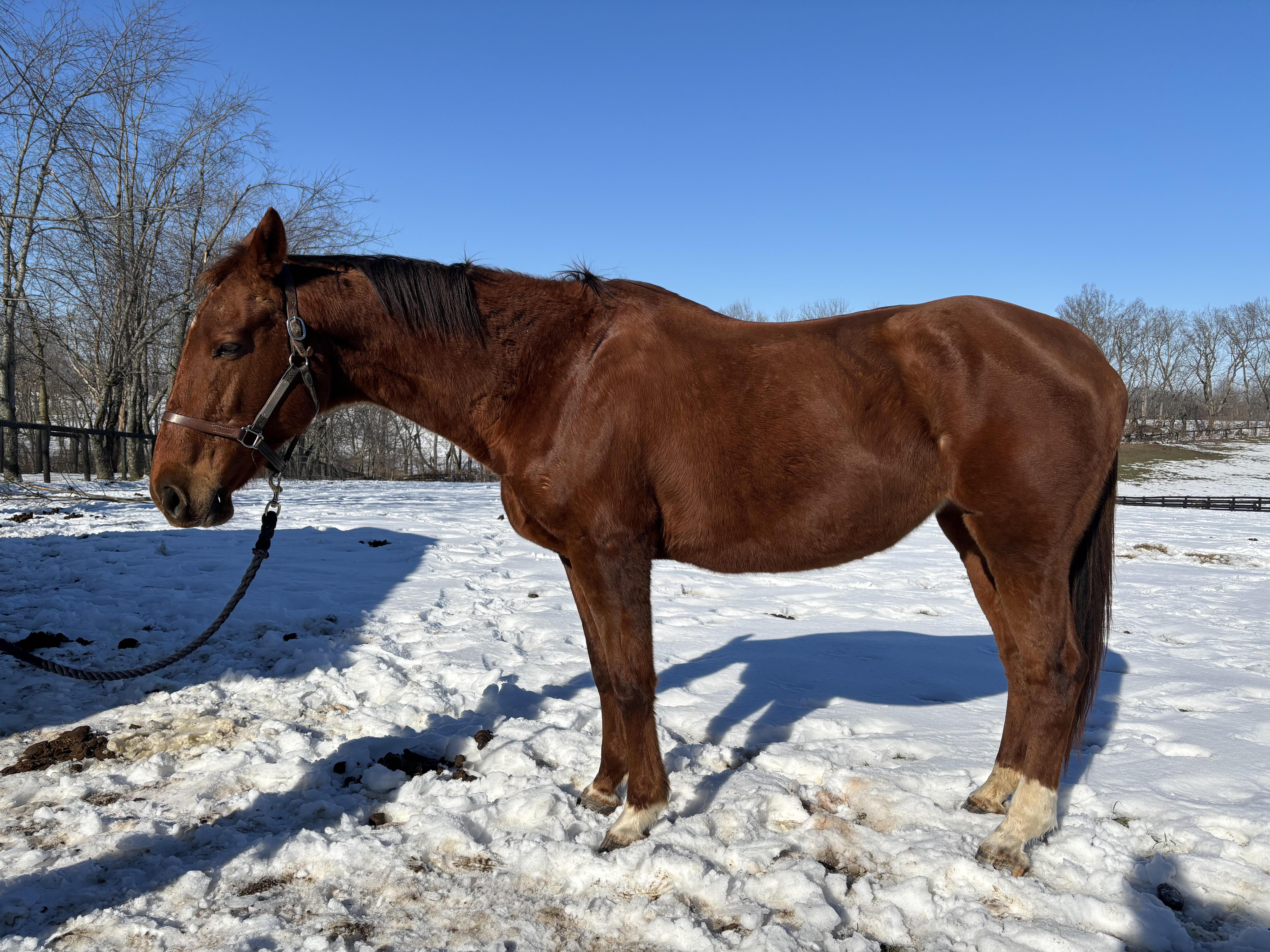 Enlarge Scarlett, a Adopted mixed breed in Nicholasville, KY image 4/4