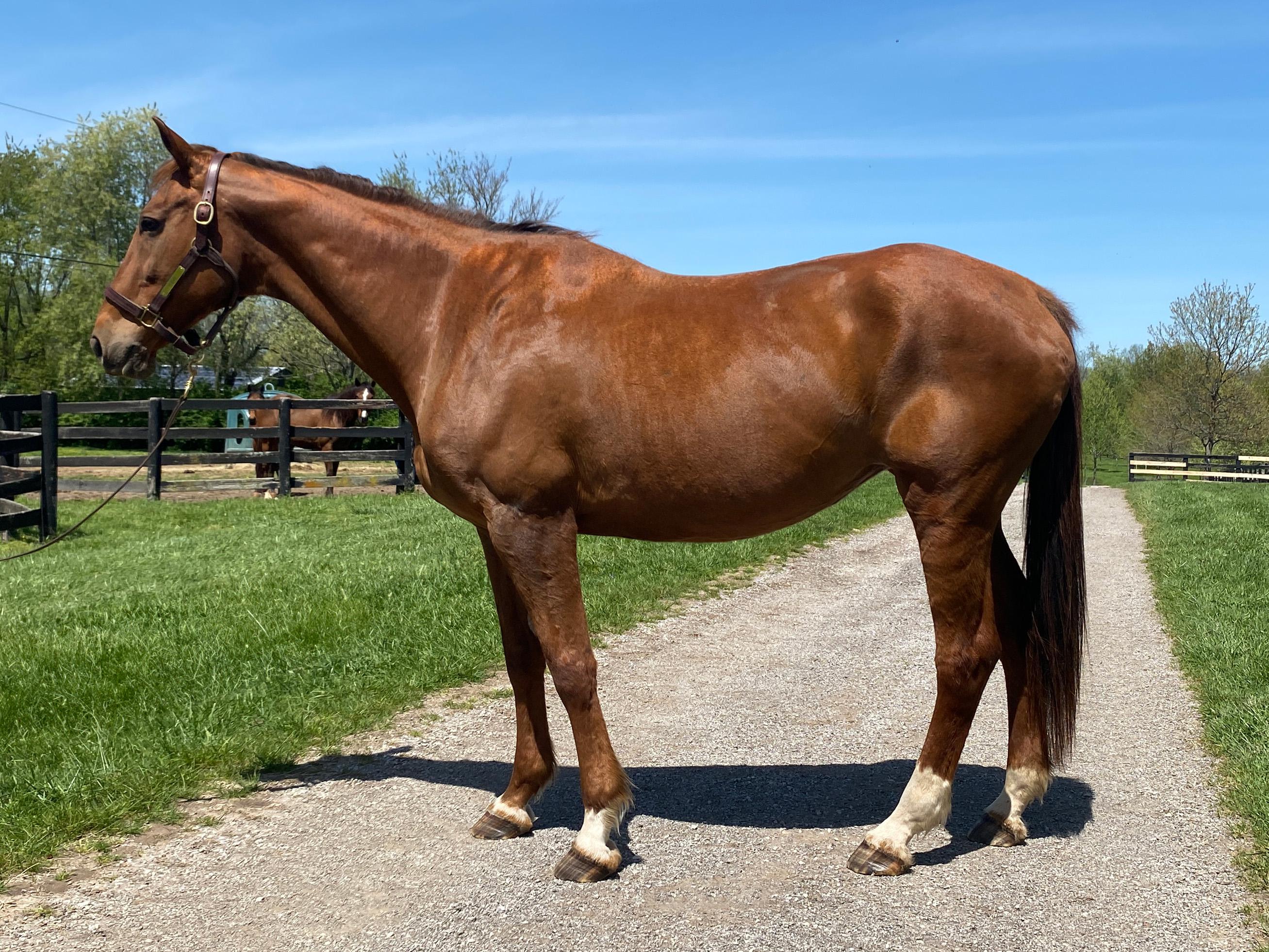 Enlarge Scarlett, a Adopted mixed breed in Nicholasville, KY image 1/4